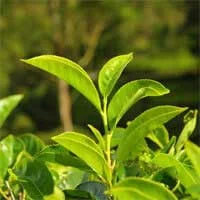 AudiFort Ingredients: A Closer Look at All 8 Active Ingredients